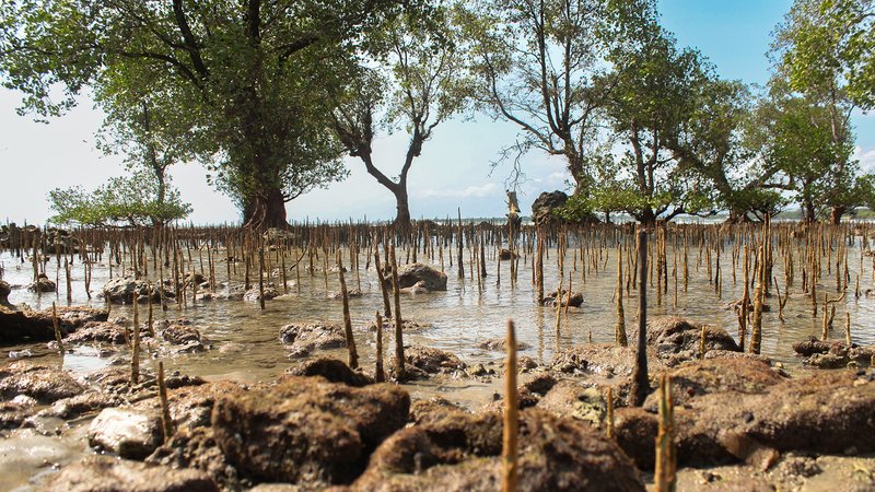 The Blue Carbon Program's mangrove rehabilitation sites | Photo: Tony Liong / Open Mapping Hub - Asia Pacific